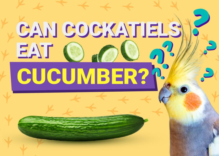 PetKeen_Can Cockatiels Eat_cucumber