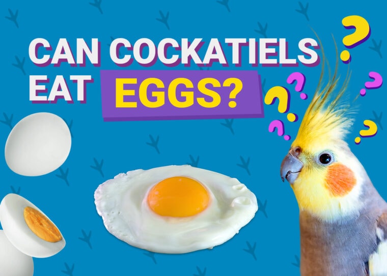 PetKeen_Can Cockatiels Eat_eggs