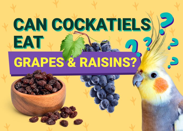 PetKeen_Can Cockatiels Eat_grapes raisins