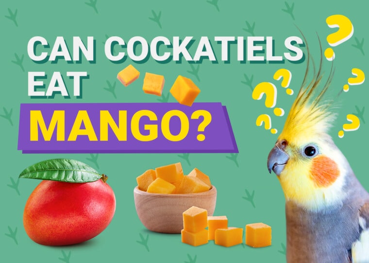 PetKeen_Can Cockatiels Eat_mango