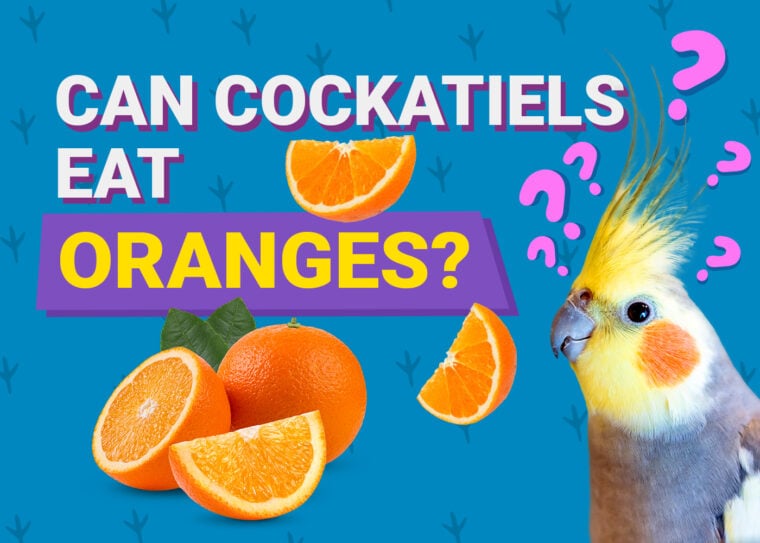 PetKeen_Can Cockatiels Eat_oranges