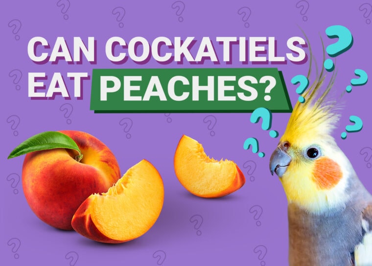 PetKeen_Can Cockatiels Eat_peaches