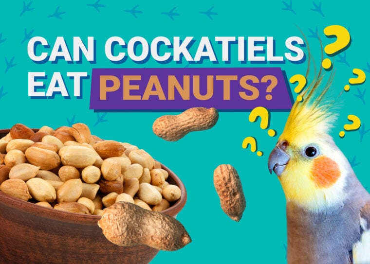 PetKeen_Can Cockatiels Eat_peanuts