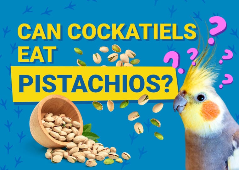 PetKeen_Can Cockatiels Eat_pistachios