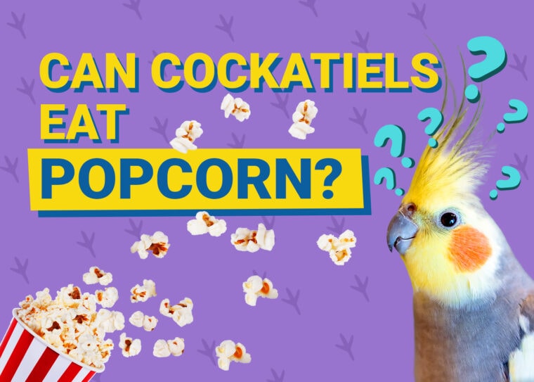 PetKeen_Can Cockatiels Eat_popcorn