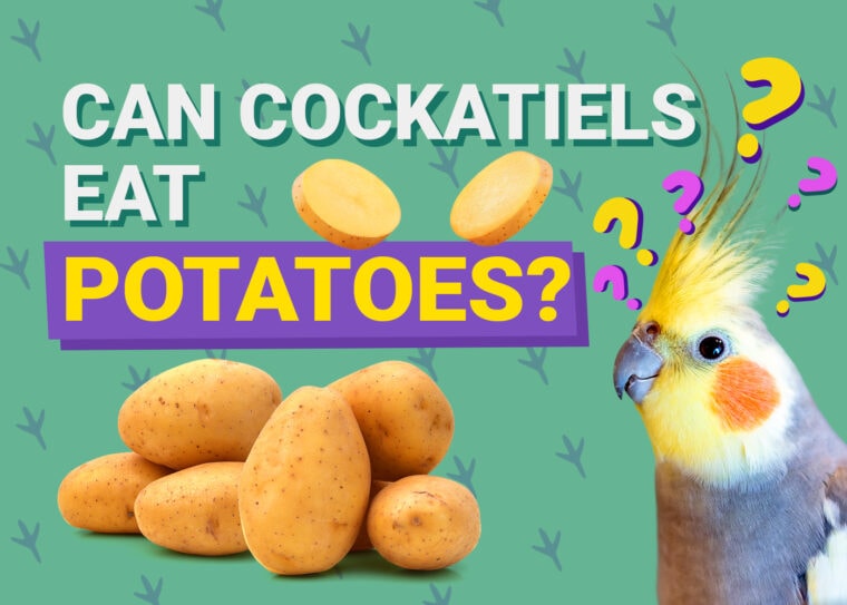 PetKeen_Can Cockatiels Eat_potatoes