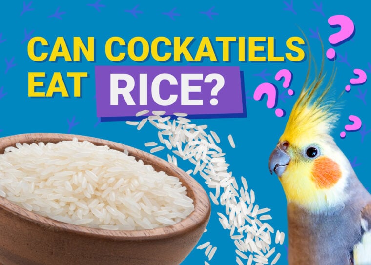 PetKeen_Can Cockatiels Eat_rice