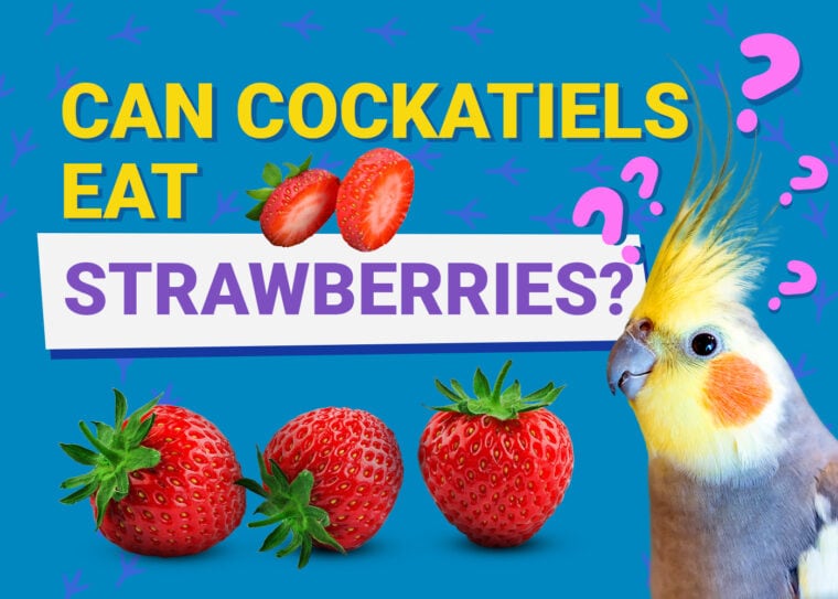 PetKeen_Can Cockatiels Eat_strawberrries