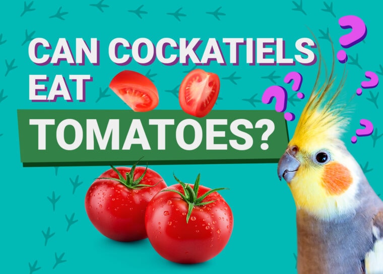 PetKeen_Can Cockatiels Eat_tomatoes