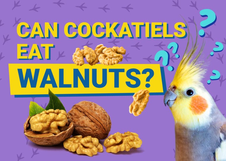 PetKeen_Can Cockatiels Eat_walnuts