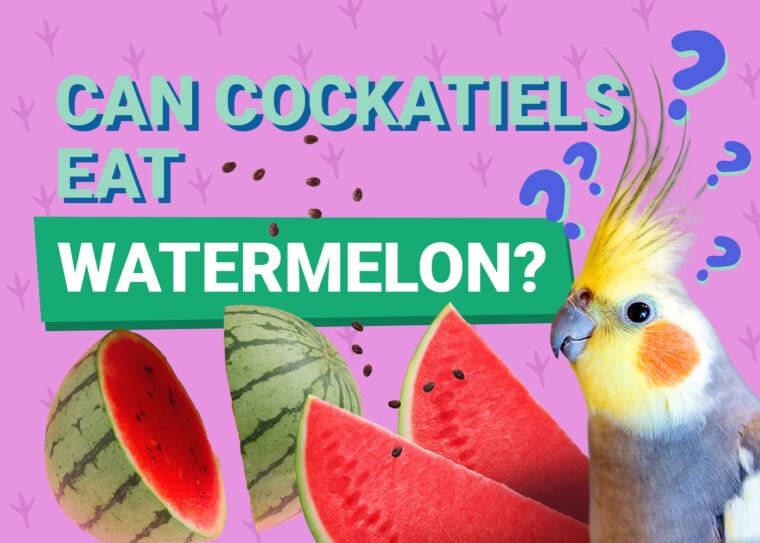 PetKeen_Can Cockatiels Eat_watermelon