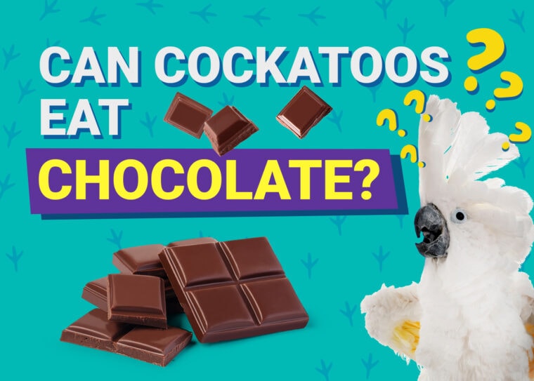 PetKeen_Can Cockatoos Eat_chocolate
