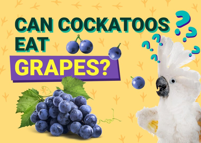 PetKeen_Can Cockatoos Eat_grapes