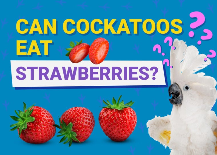 PetKeen_Can Cockatoos Eat_strawberries