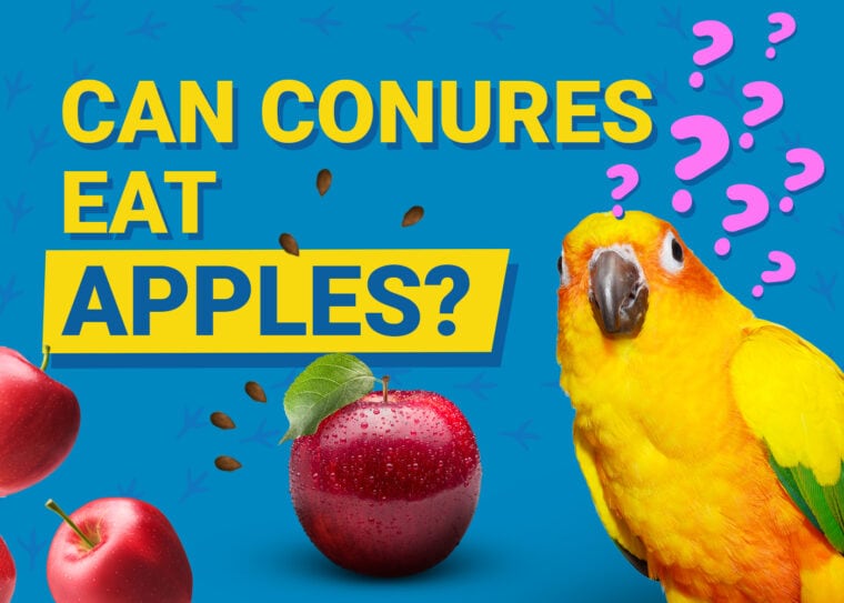 PetKeen_Can Conures Eat_apples