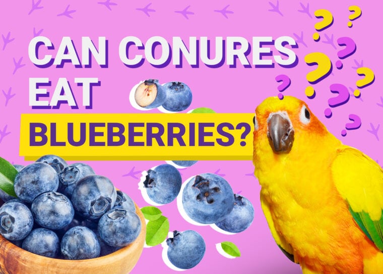 PetKeen_Can Conures Eat_blueberries