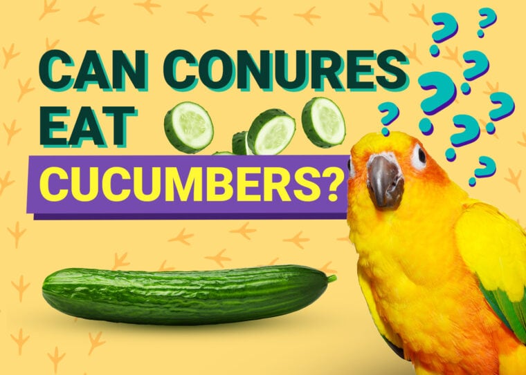 PetKeen_Can Conures Eat_cucumbers