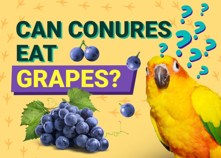 PetKeen_Can Conures Eat_grapes