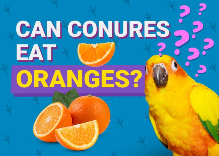 PetKeen_Can Conures Eat_oranges