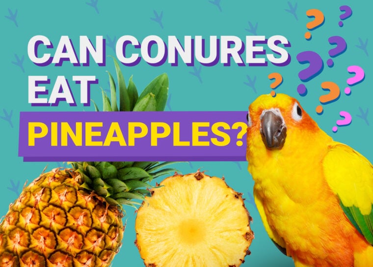 PetKeen_Can Conures Eat_pineapples