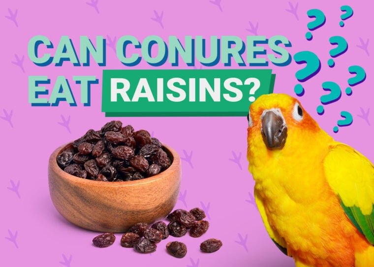 PetKeen_Can Conures Eat_raisins