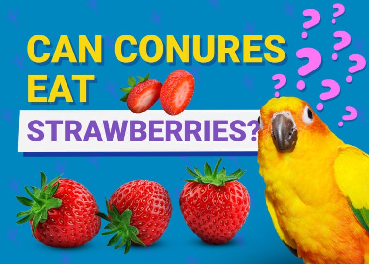 PetKeen_Can Conures Eat_strawberries
