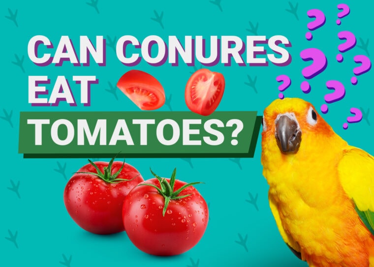 PetKeen_Can Conures Eat_tomatoes (1)