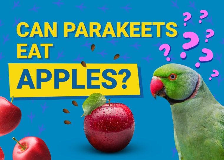 PetKeen_Can Parakeet Eat_apples