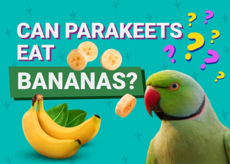 PetKeen_Can Parakeet Eat_bananas