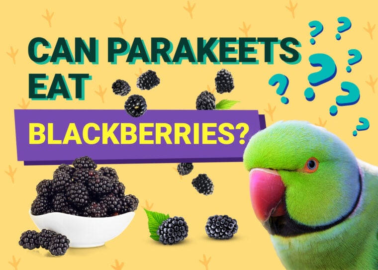 PetKeen_Can Parakeet Eat_blackberries