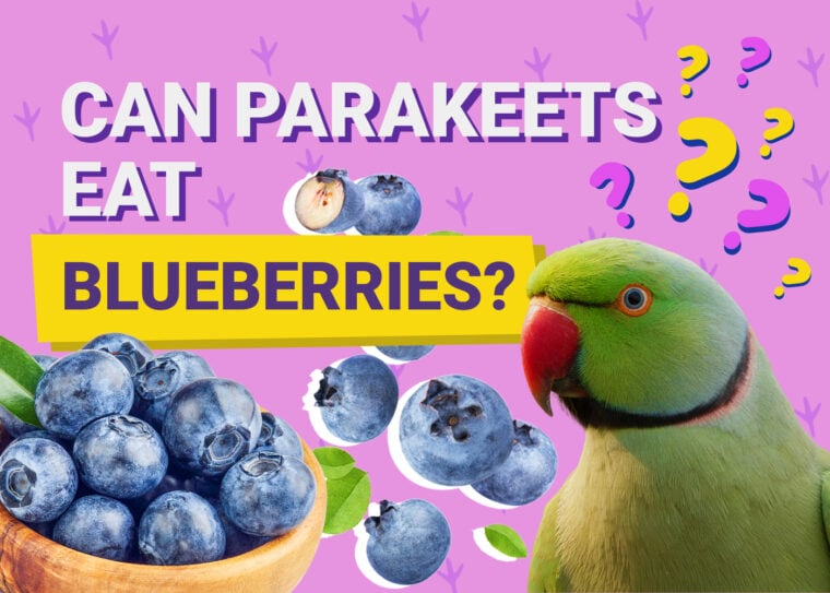 PetKeen_Can Parakeet Eat_blueberries