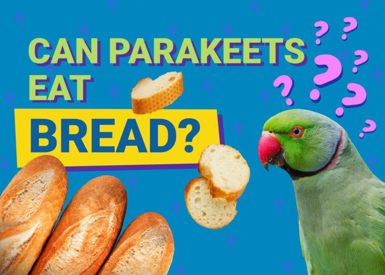 PetKeen_Can Parakeet Eat_bread