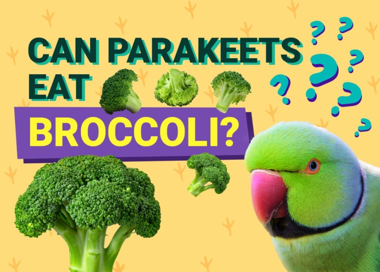 PetKeen_Can Parakeet Eat_broccoli