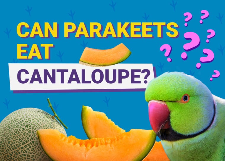 PetKeen_Can Parakeet Eat_cantaloupe