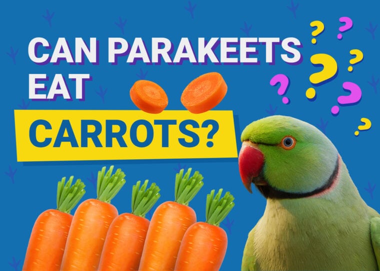 PetKeen_Can Parakeet Eat_carrots