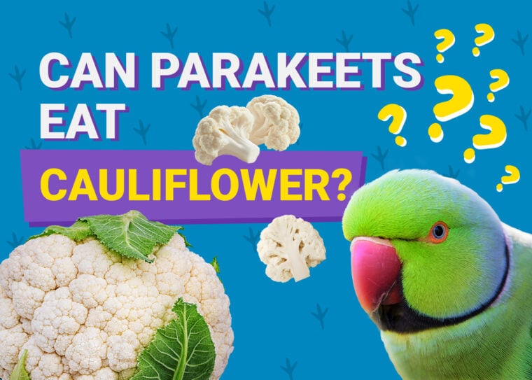 PetKeen_Can Parakeet Eat_cauliflower