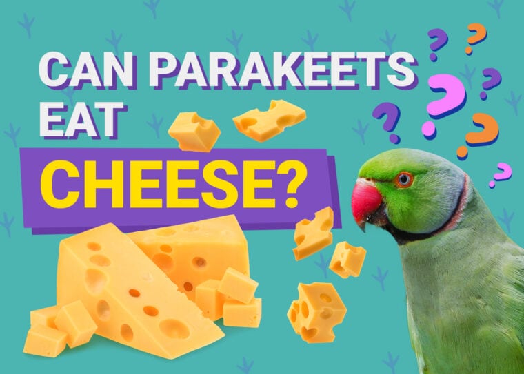 PetKeen_Can Parakeet Eat_cheese