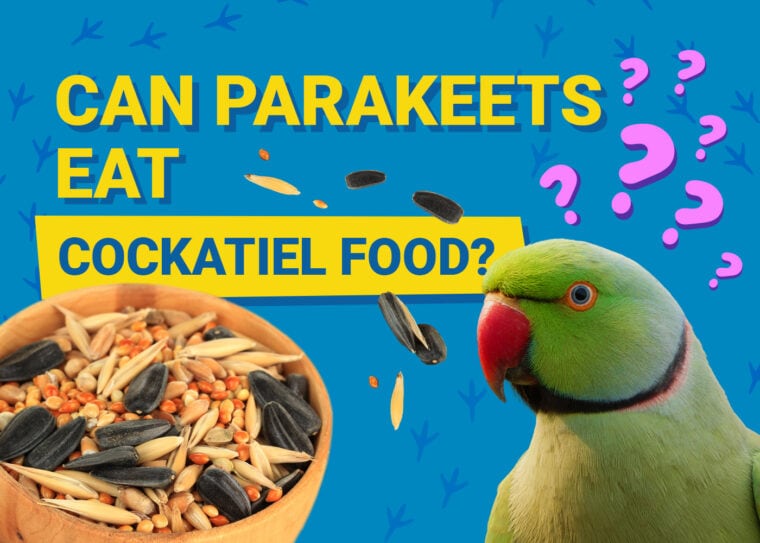 PetKeen_Can Parakeet Eat_cockatiel food