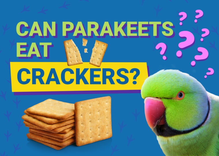 PetKeen_Can Parakeet Eat_crackers