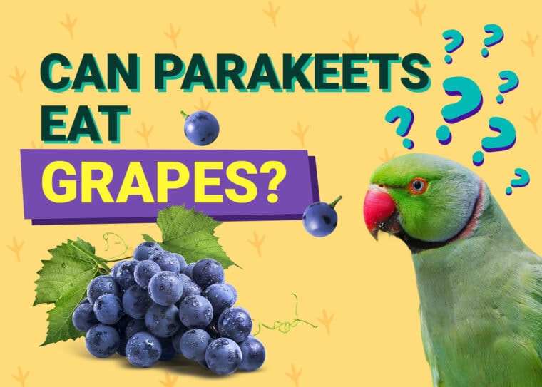 PetKeen_Can Parakeet Eat_grapes