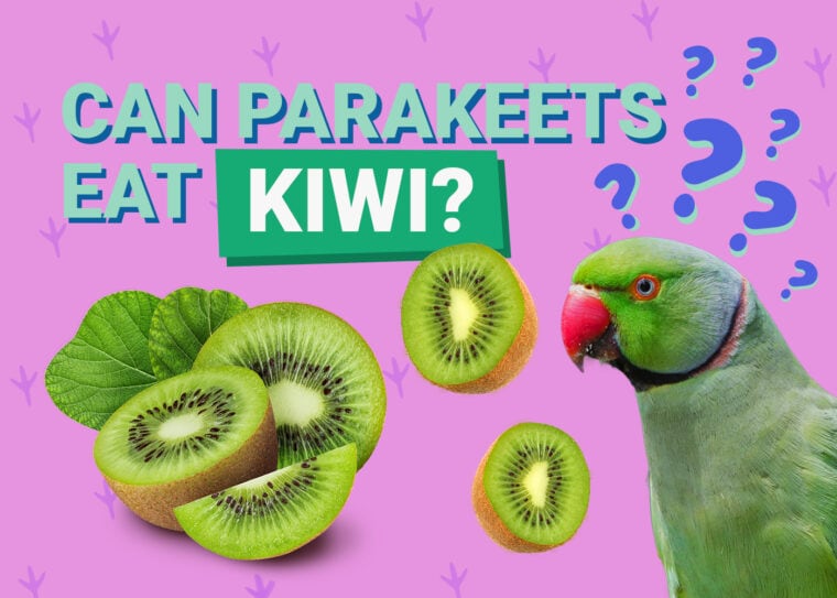 PetKeen_Can Parakeet Eat_kiwi