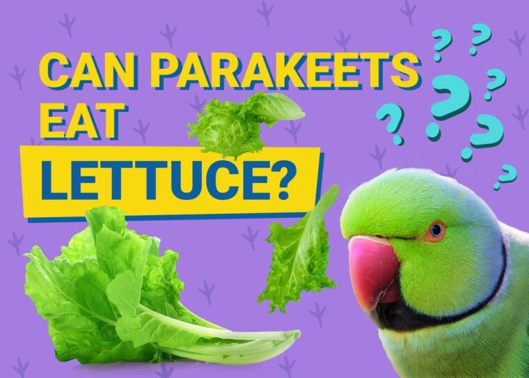 PetKeen_Can Parakeet Eat_lettuce