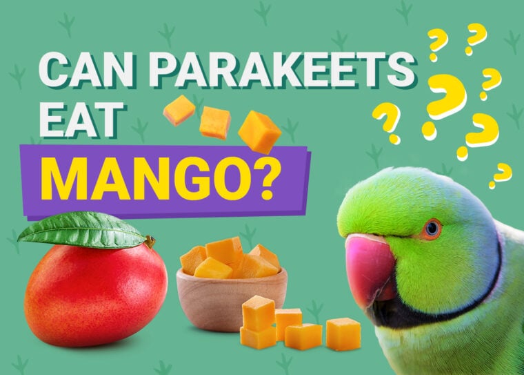 PetKeen_Can Parakeet Eat_mango
