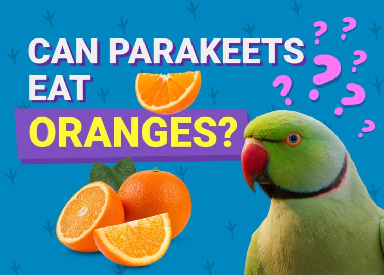 PetKeen_Can Parakeet Eat_oranges