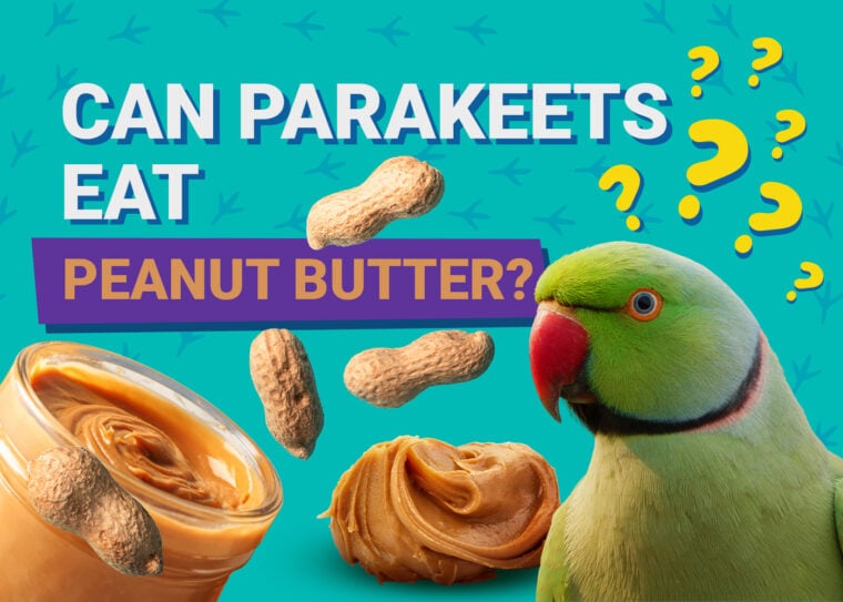 PetKeen_Can Parakeet Eat_peanut butter
