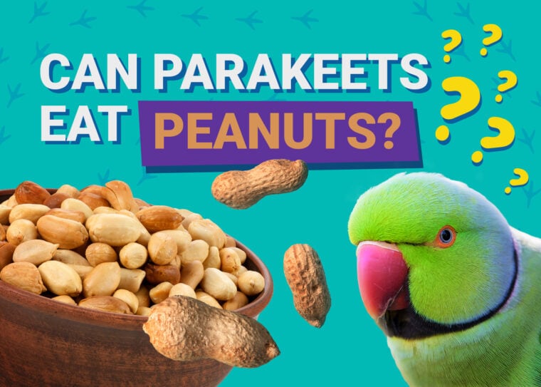 PetKeen_Can Parakeet Eat_peanuts