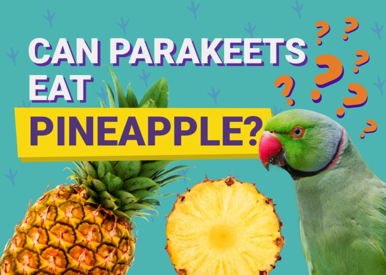 PetKeen_Can Parakeet Eat_pineapple