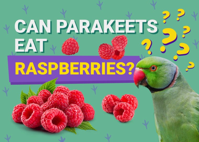 PetKeen_Can Parakeet Eat_raspberries