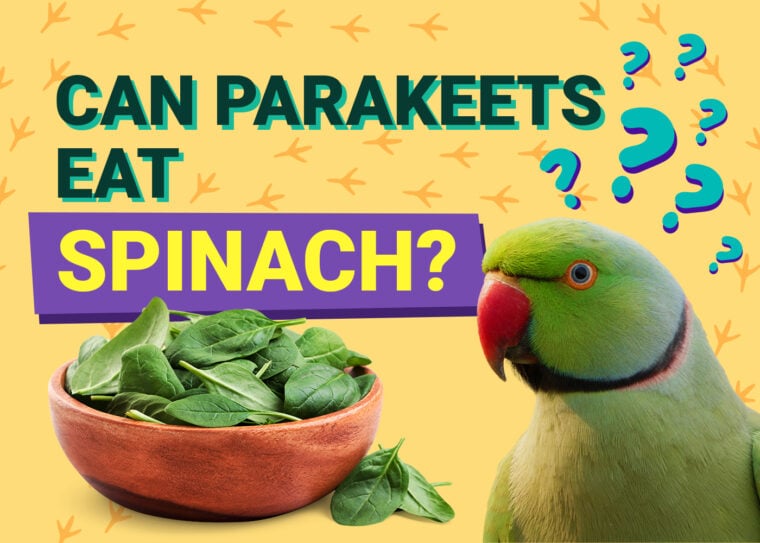 PetKeen_Can Parakeet Eat_spinach