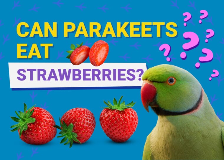 PetKeen_Can Parakeet Eat_strawberries